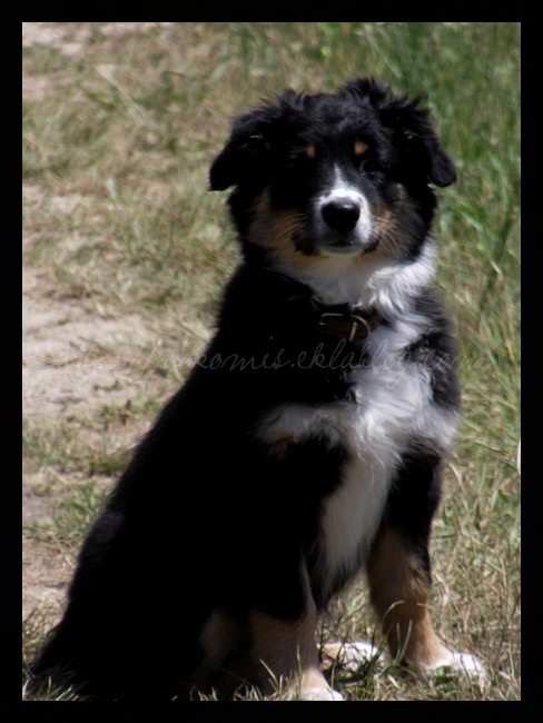 Tranches de vie d'un Australian Shepherd