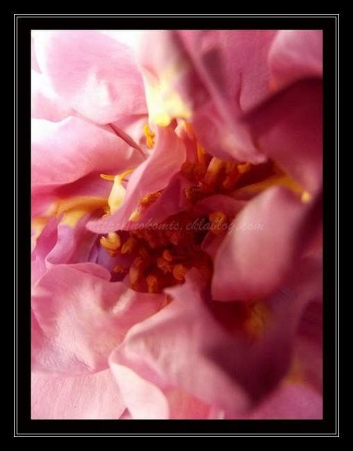 Telle une abeille, au coeur des fleurs