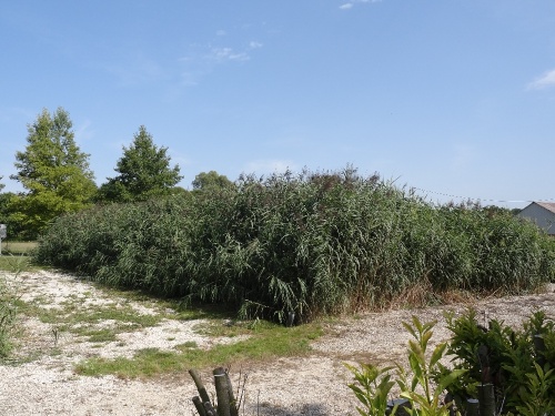 La rhizosphère de Gommeville