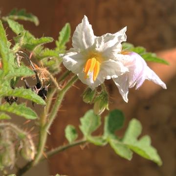 Fleurs cultivées : Morelle de Balbis