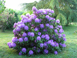 Les fleurs communiquent