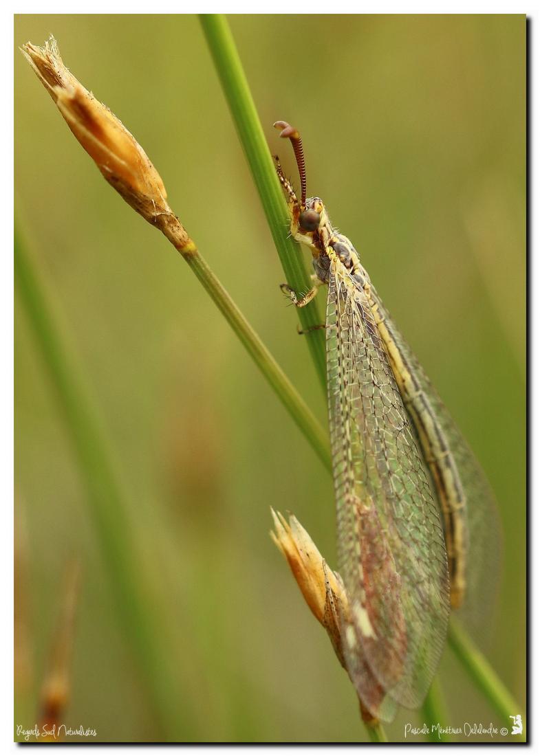Fourmilion ♀ - Macronemurus appendiculatus