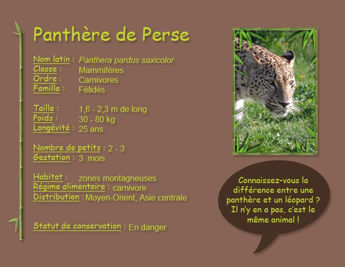 Panthère de Perse
