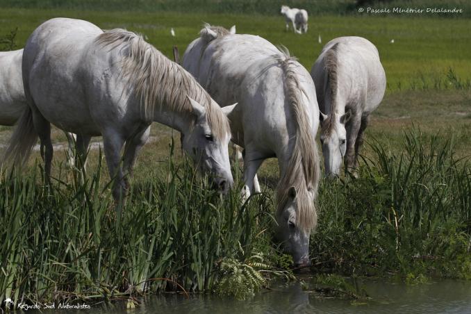 Chevaux de Camargue