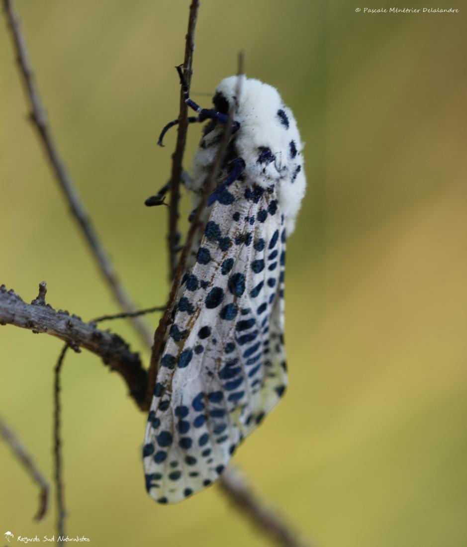 Zeuzère du Marronnier (La), Coquette (La), Zeuzère du Poirier (La) - Zeuzera pyrina (Linnaeus, 1761)