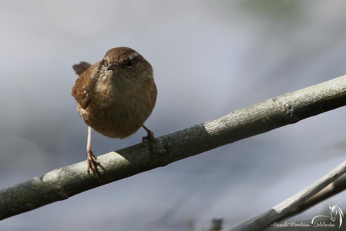 Troglodyte mignon 