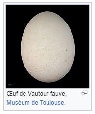 Les Vautours fauves du Larzac.