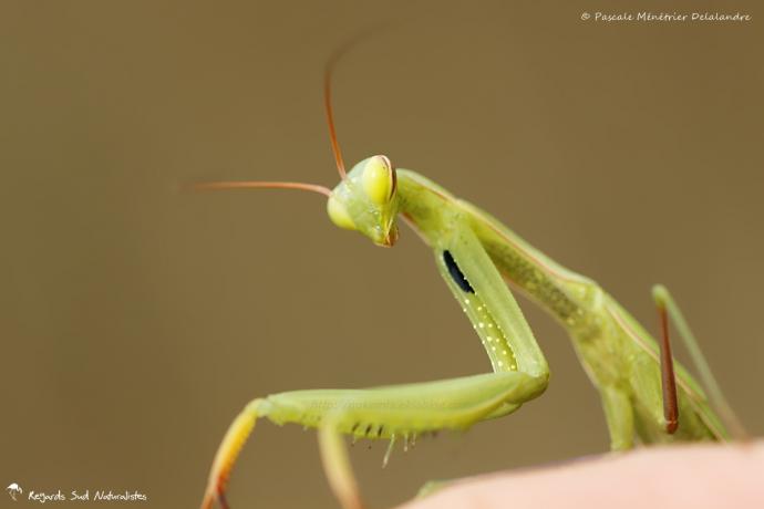 Mantis religiosa immature - Mante religieuse - forme verte