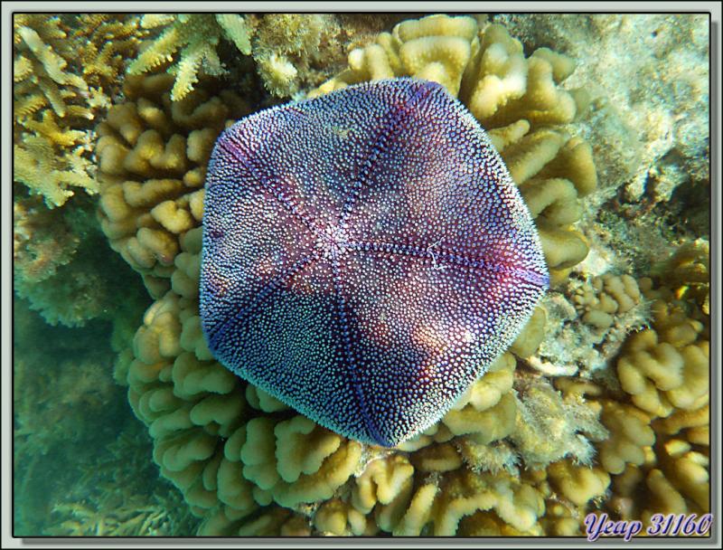 Coussin de requin verso (Culcita schmideliana) - White Sand Beach - Fakarava - Polynésie française