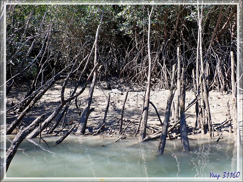 20/09/2022 : après la longue recherche de Crocodile marin (Crocodylus porosus) à Porosus Creek, enfin nous en verrons un ! - Hunter River - Prince Frederick Harbour - Kimberley - Australie