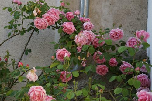 Un jour, une rose : 'Caroline Testout