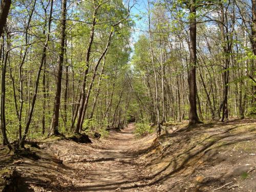 Bois de Saint Cucufa  (Hauts de Seine)