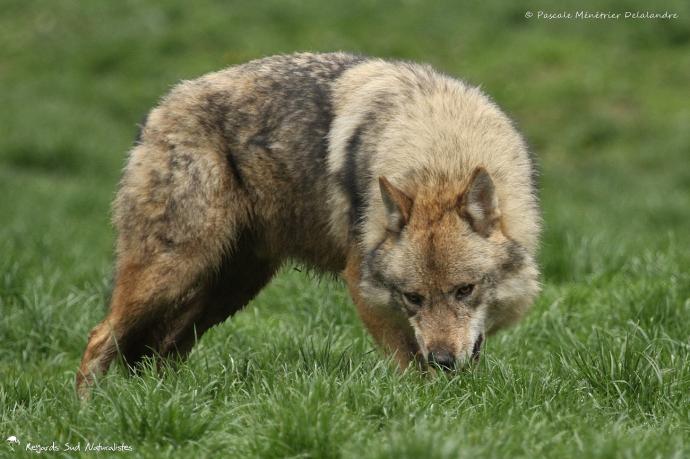 Loup gris - Canis lupus Linnaeus 1758