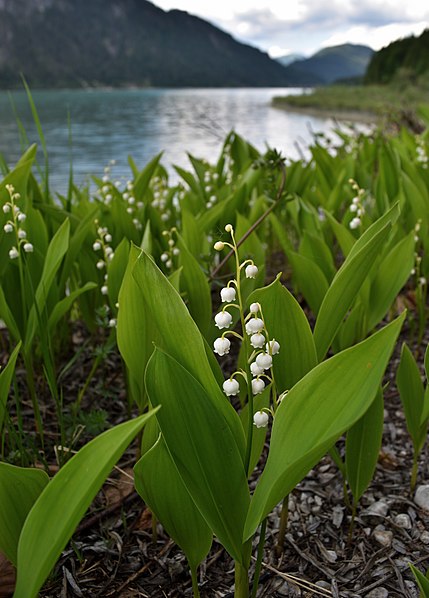 Fleurs cultivées : Muguet