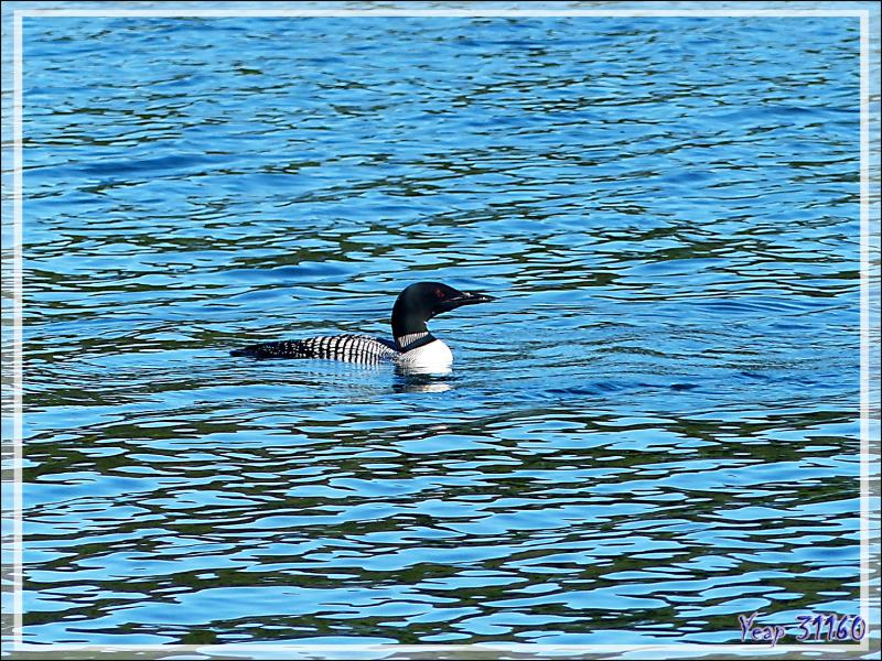 Plongeon huard ou Imbrin ou Huard à collier, Great Northern Loon (Gavia immer) - Lac Venne - Duhamel - Outaouais - Québec - Canada