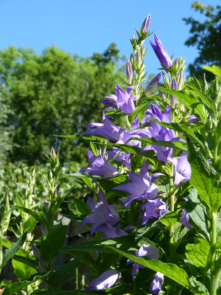 Plongée en verdure profonde