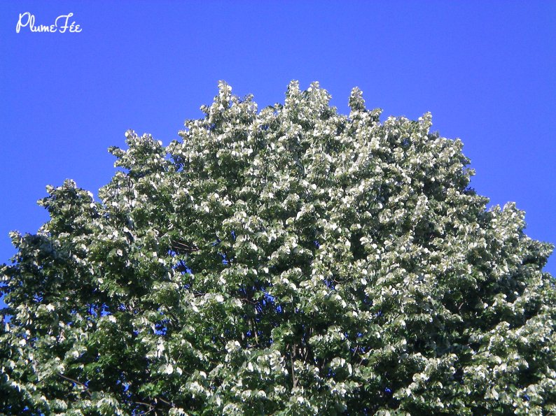 Image012.jpg