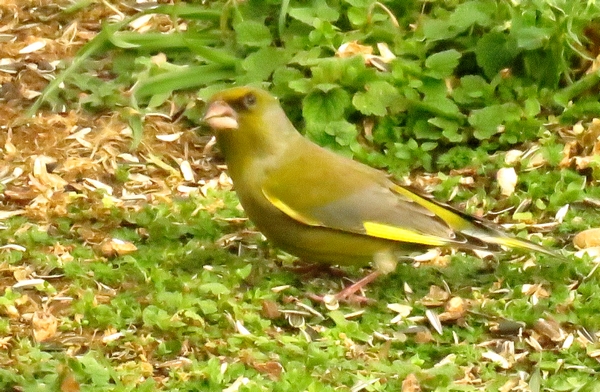 D'autres oiseaux sont venus visiter mon jardin cet hiver...
