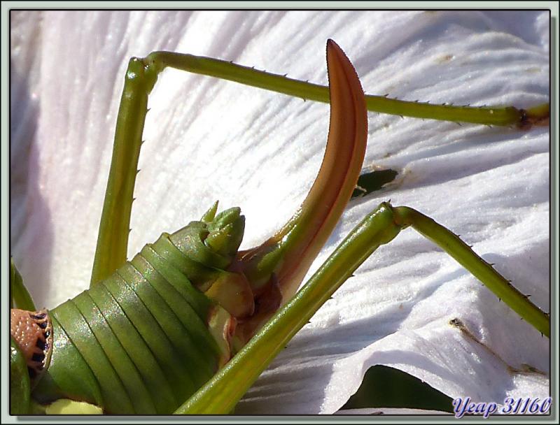 Sauterelle Ephippigère carénée femelle (Uromenus rugosicollis) - Lartigau - Milhas - 31