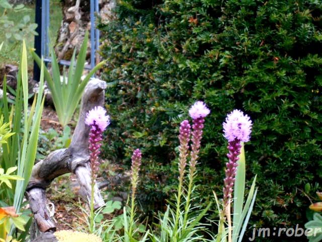 Le rendez-vous au jardin.....