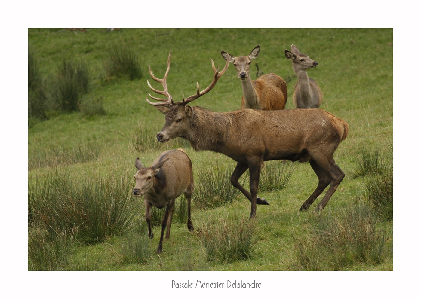 Dans la clairière, ils sont là les Cerfs et biches élaphe