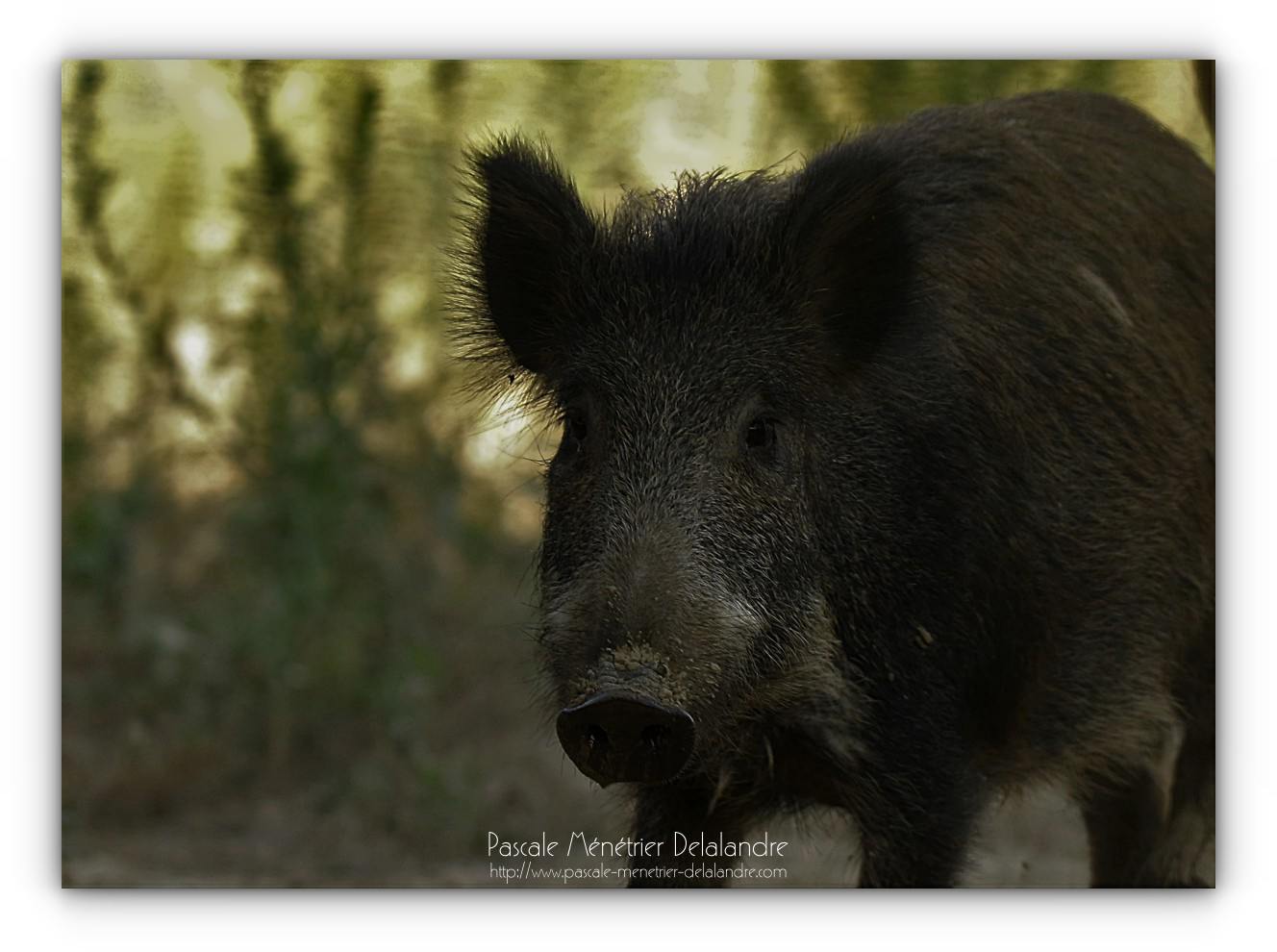 Jeune Sanglier