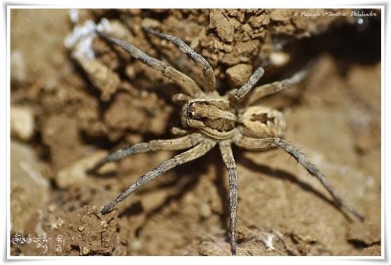 Lycose de Narbonne ♀ (Lycosa narbonensis)