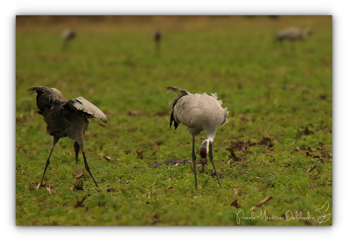 Grues cendrées à Arjuzanx