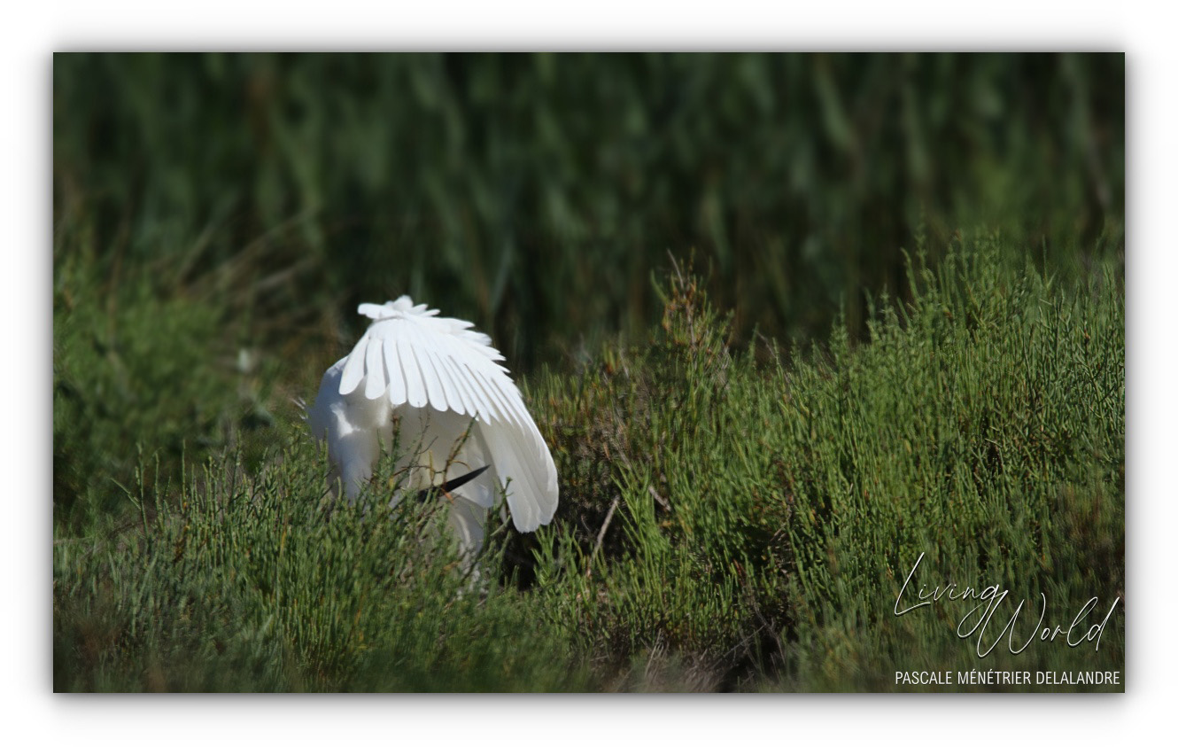 Presque en dilettante...
