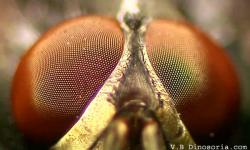 comment voit votre chien ou votre chat ?