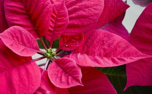 Fleurs cultivées : Poinsettia
