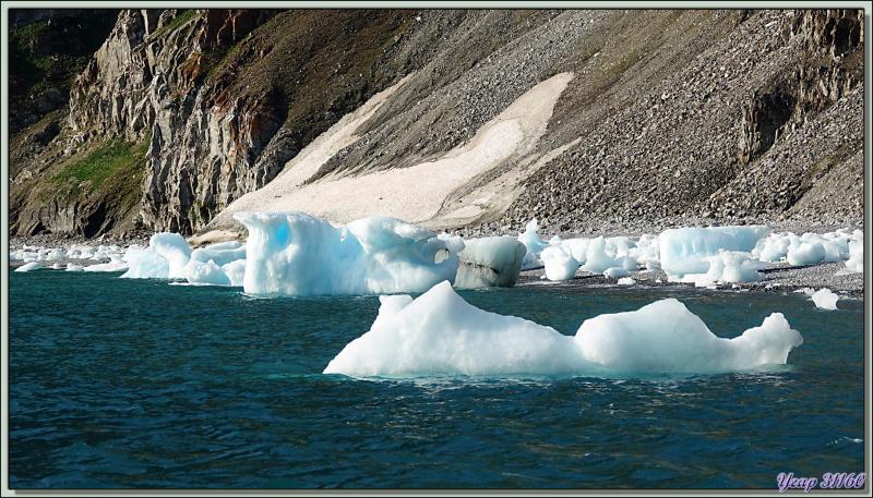 Les Growlers, les Mouettes tridactyles et le Vilain petit canard - Cambridge Point - Coburg Island - Baffin Bay - Nunavut - Canada