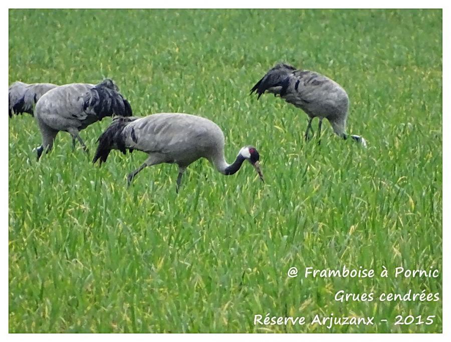 Grues cendrées réserve d'Arjuzanx 2015