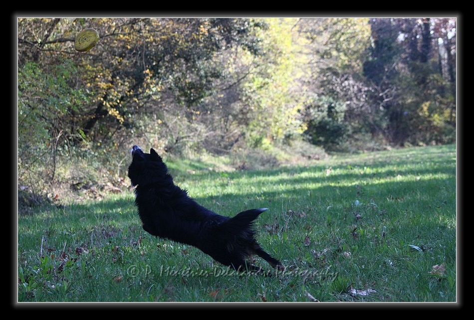Apprentissage du Freezby-Dog...