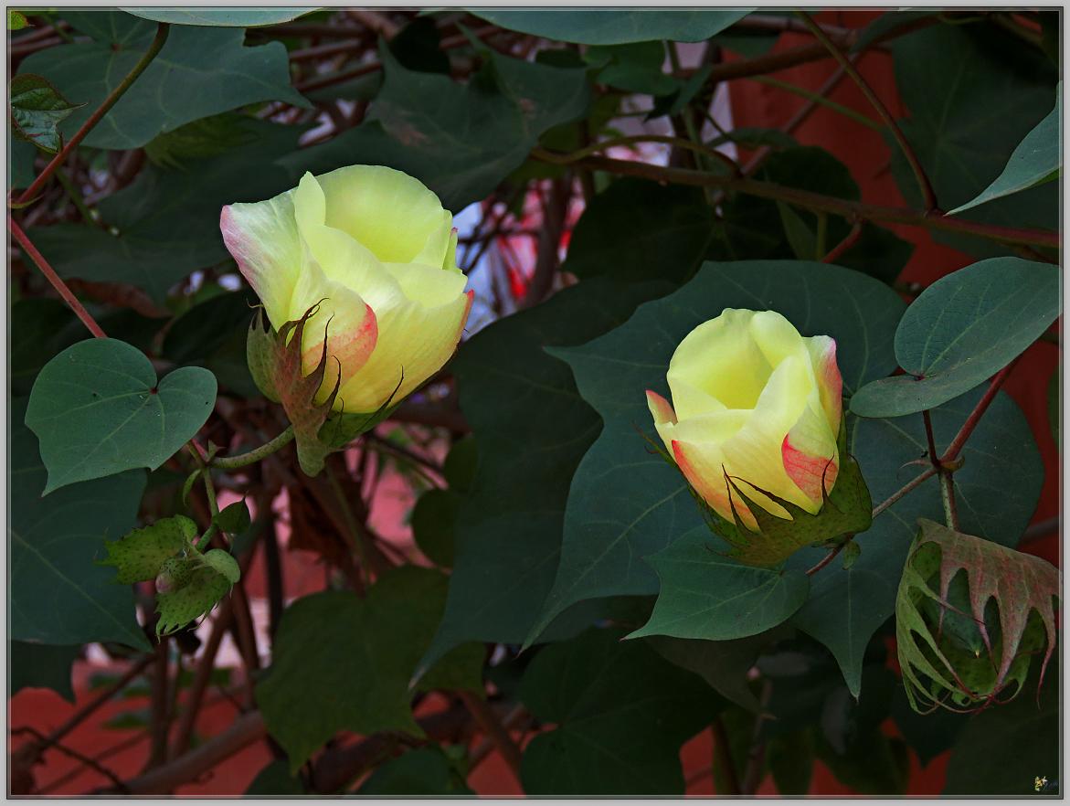 FLEURS DE COTON 2023