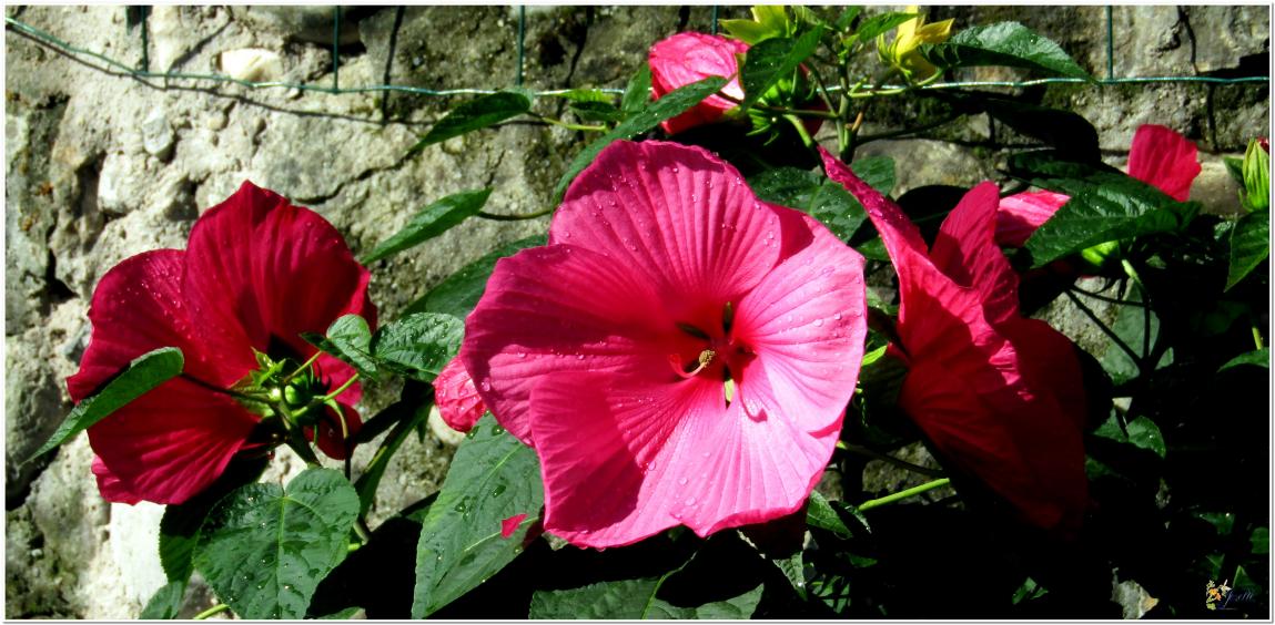 ENCORE ...Hibiscus géant rouge