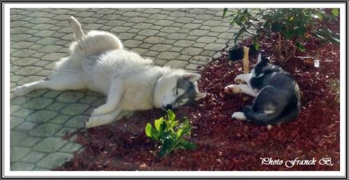 Les p'tits loups font la sieste (6 janvier 2016)