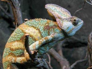 Caméléons drôles de bestioles (1)