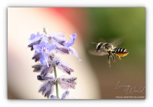 Megachile ericetorum – Mégachile des gesses