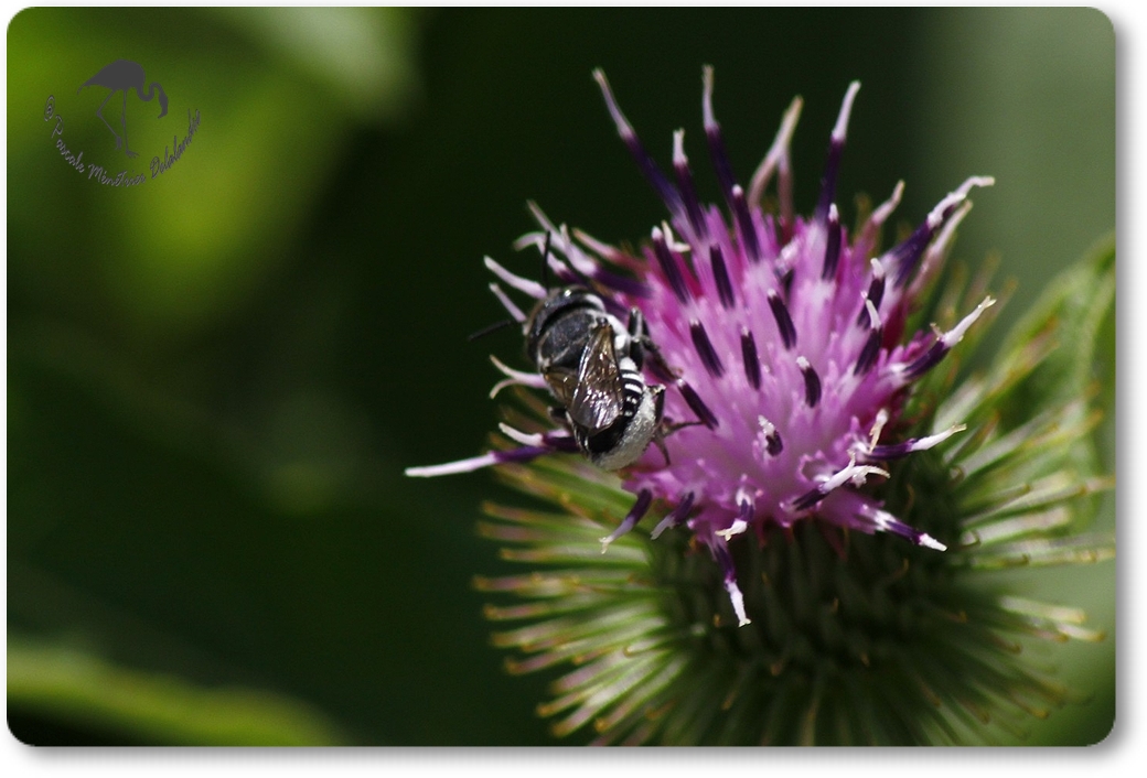 Megachile-apicalis ?