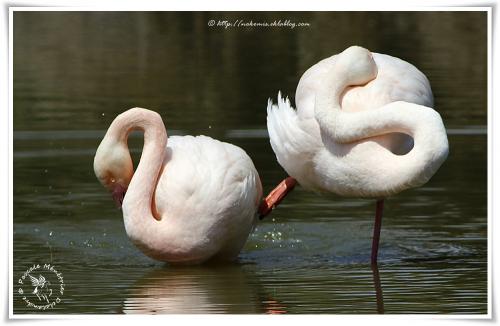Flamant rose - Phoenicopterus roseus - Greater Flamingo