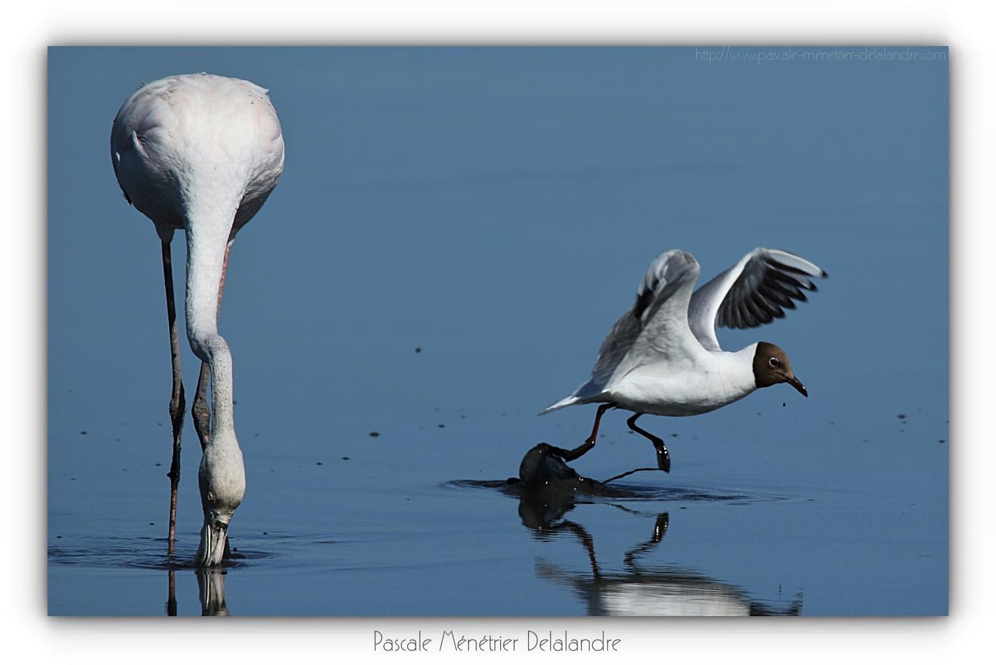Repas d'un Flamant rose et d'une Mouette rieuse