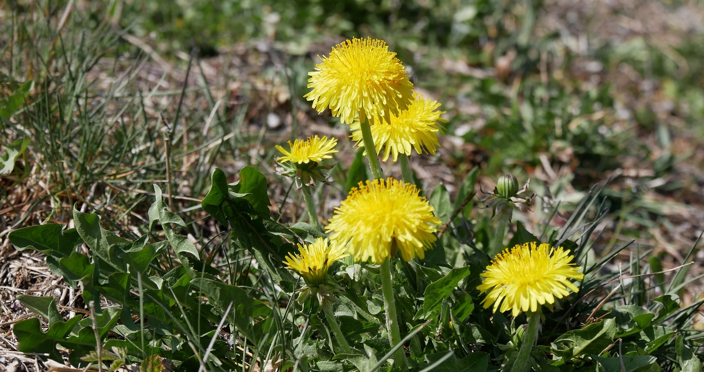 Pâque et ses pâquerettes