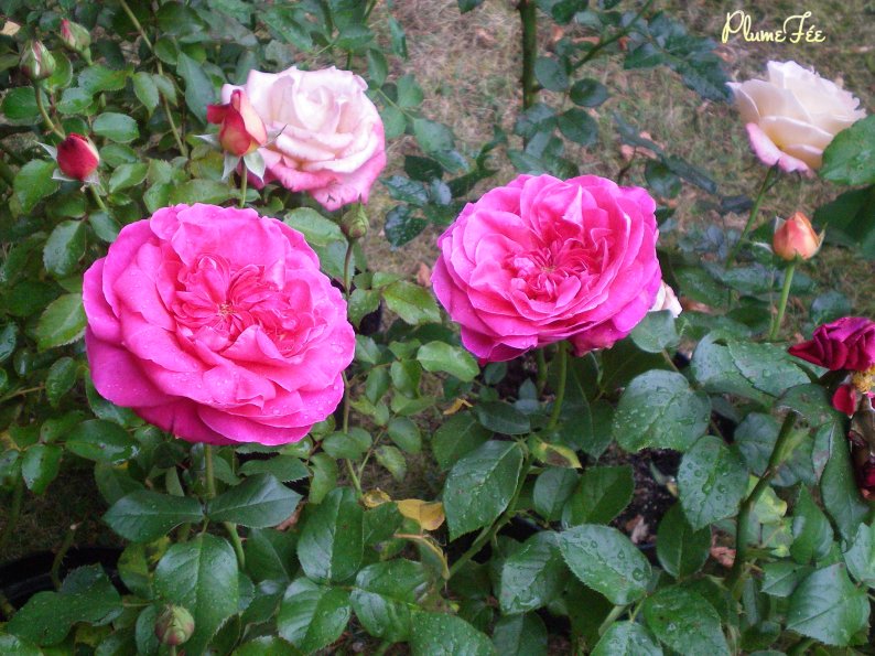 Image012.jpg