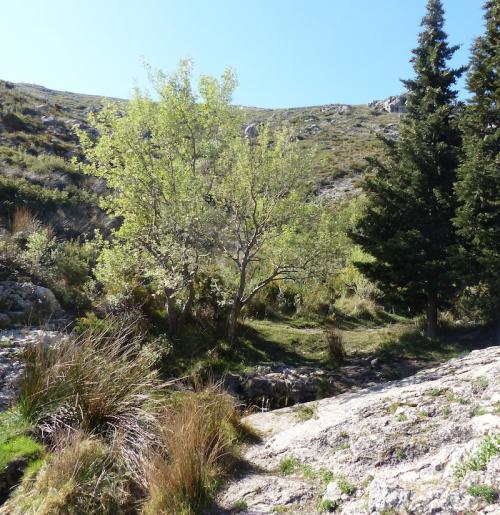 Monts Carpiagne et Saint Cyr
