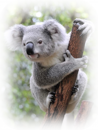 La Ronde Des Animaux.