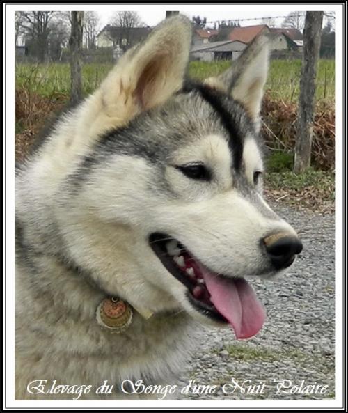 Houka (8 mois)