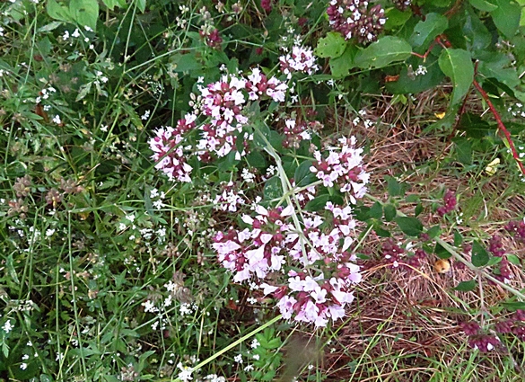 Les fleurs sauvages  résistent au réchauffement climatique et c'est tant mieux !