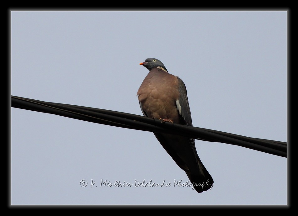 Pigeon...