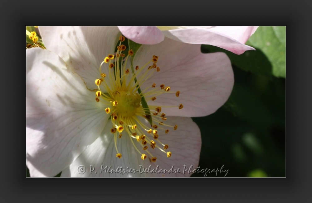 Fleurs d'églantier...